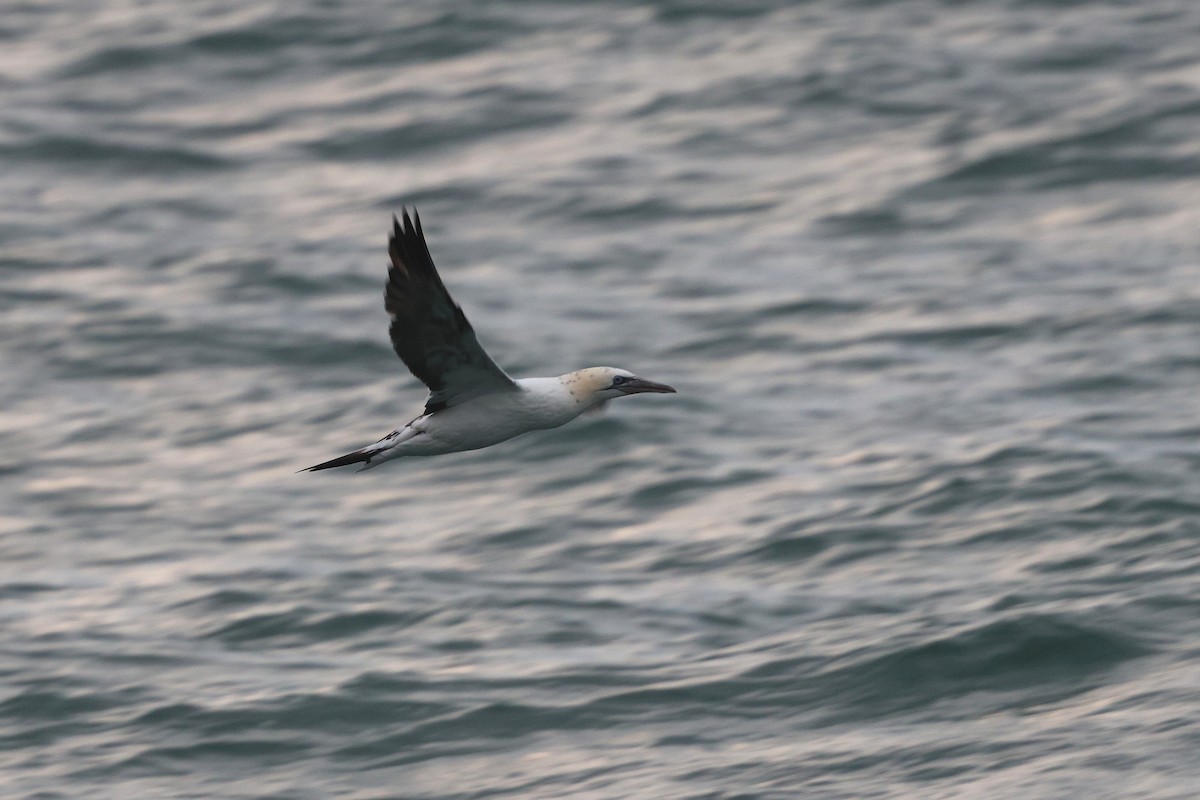 Northern Gannet - ML644901611