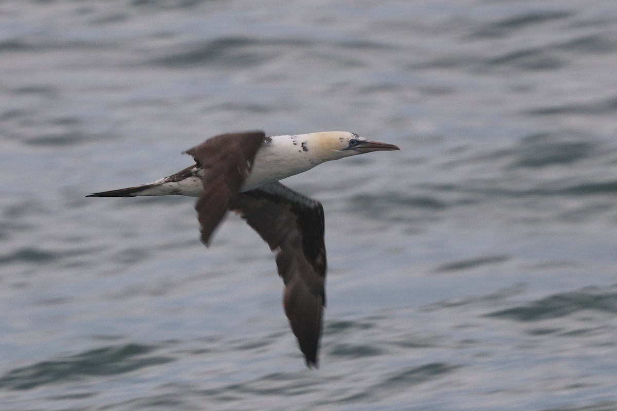 Northern Gannet - ML644901612