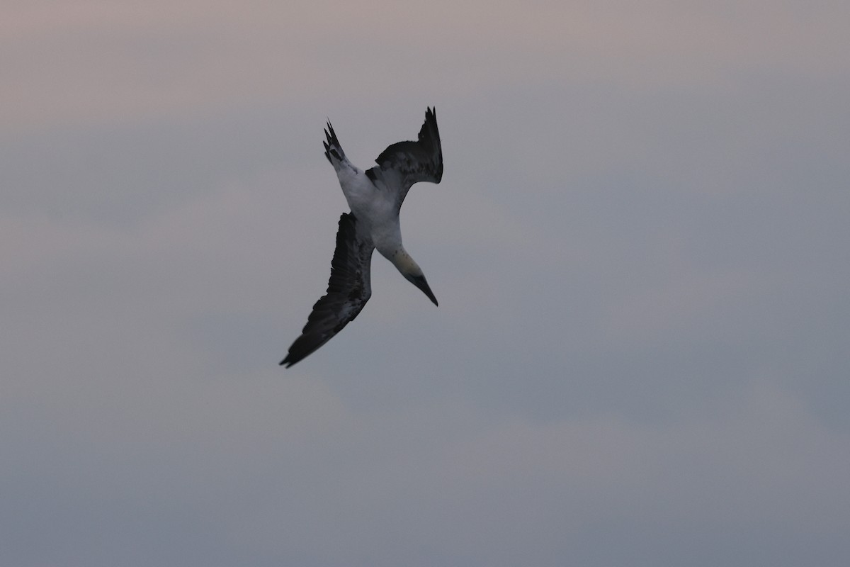 Northern Gannet - ML644901613