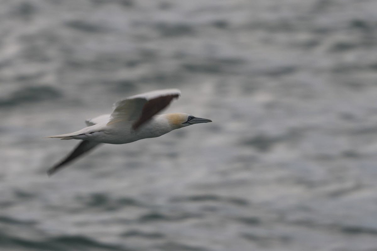 Northern Gannet - ML644901614