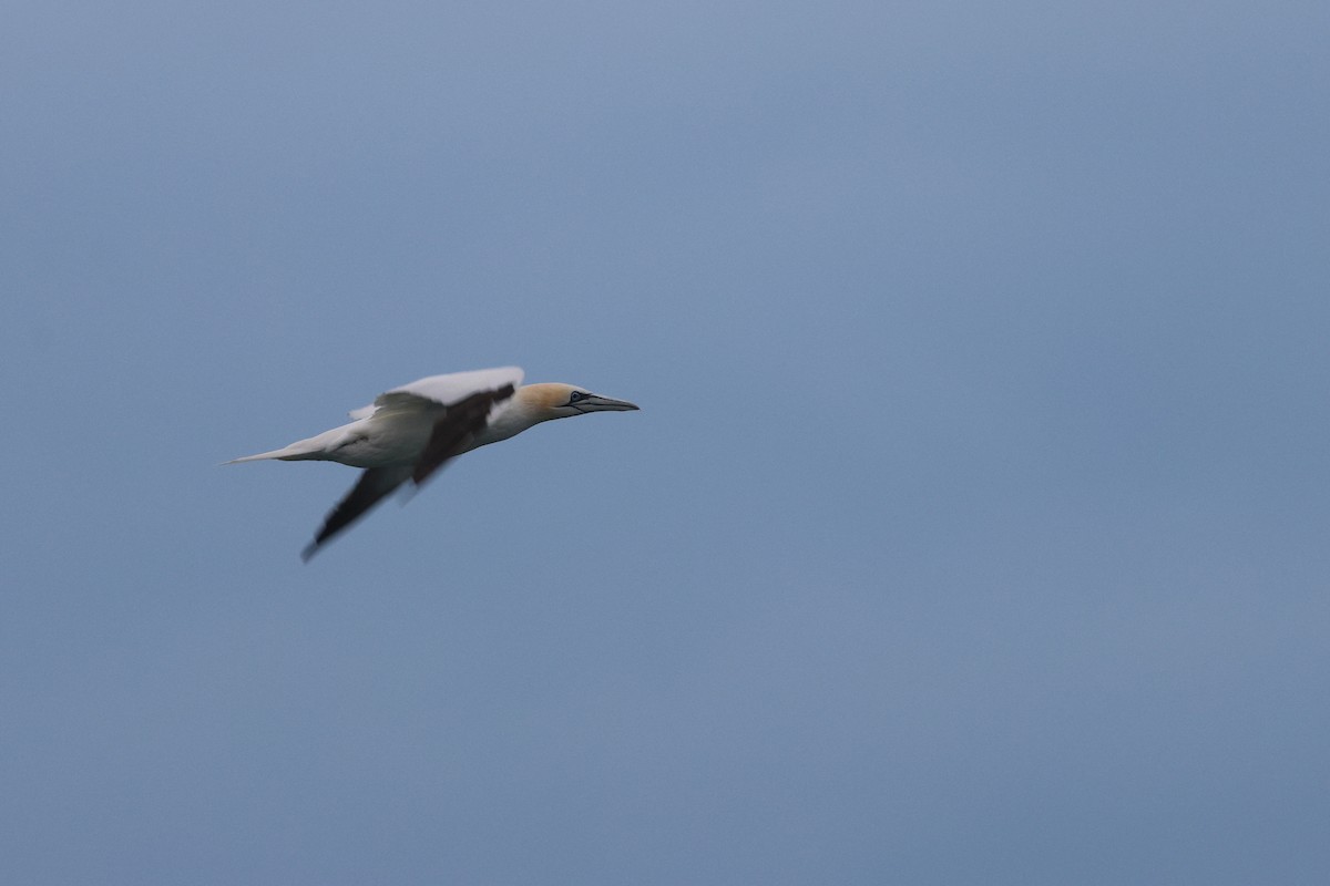 Northern Gannet - ML644901615