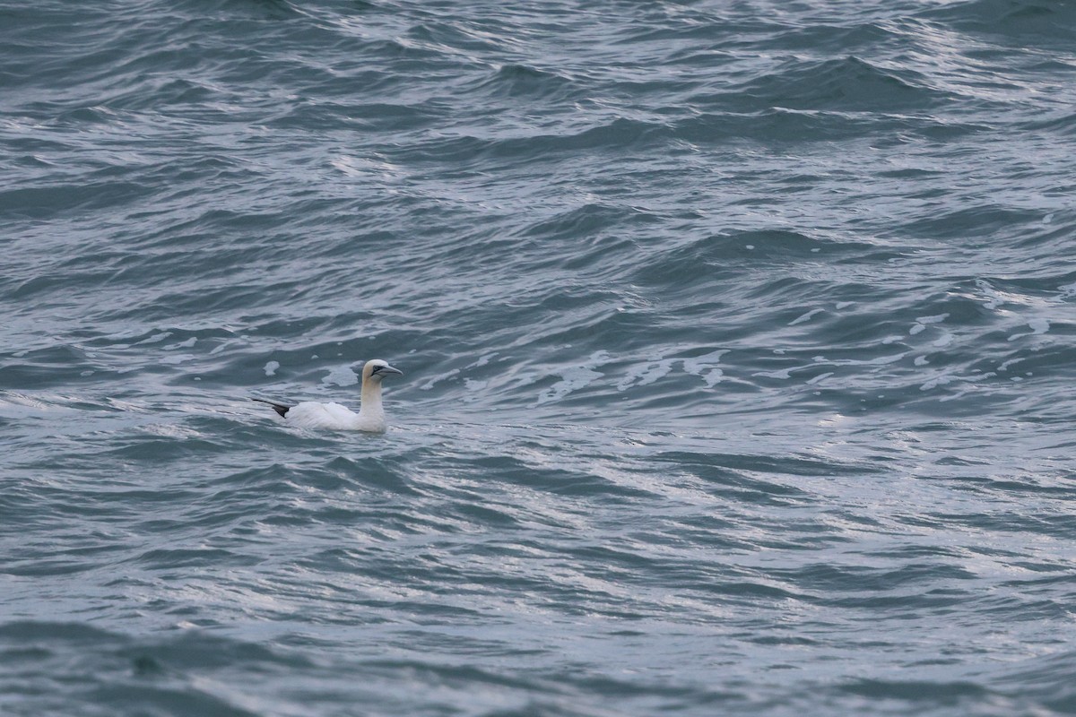 Northern Gannet - ML644901616