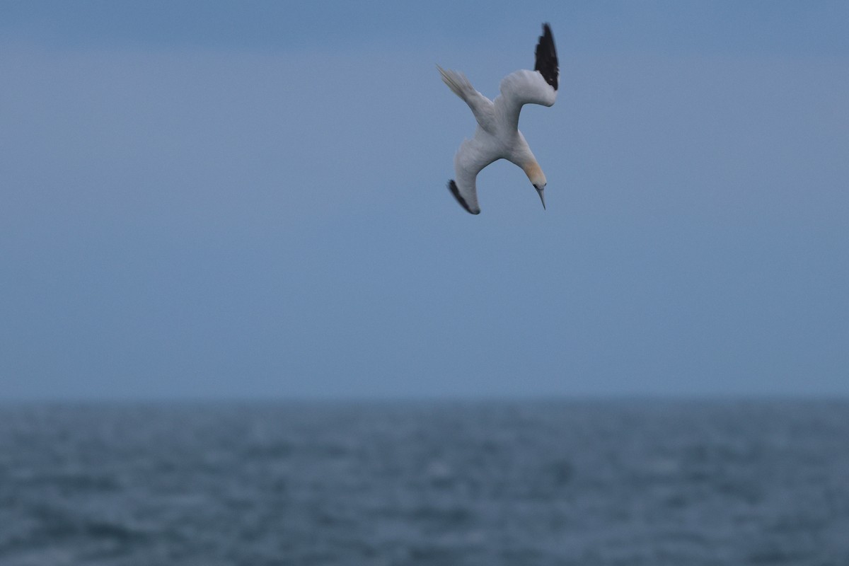 Northern Gannet - ML644901617