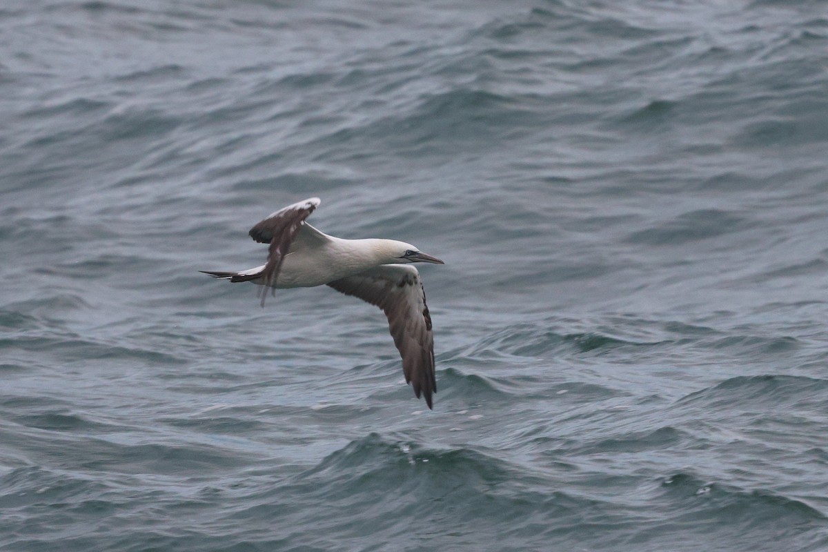 Northern Gannet - ML644901618