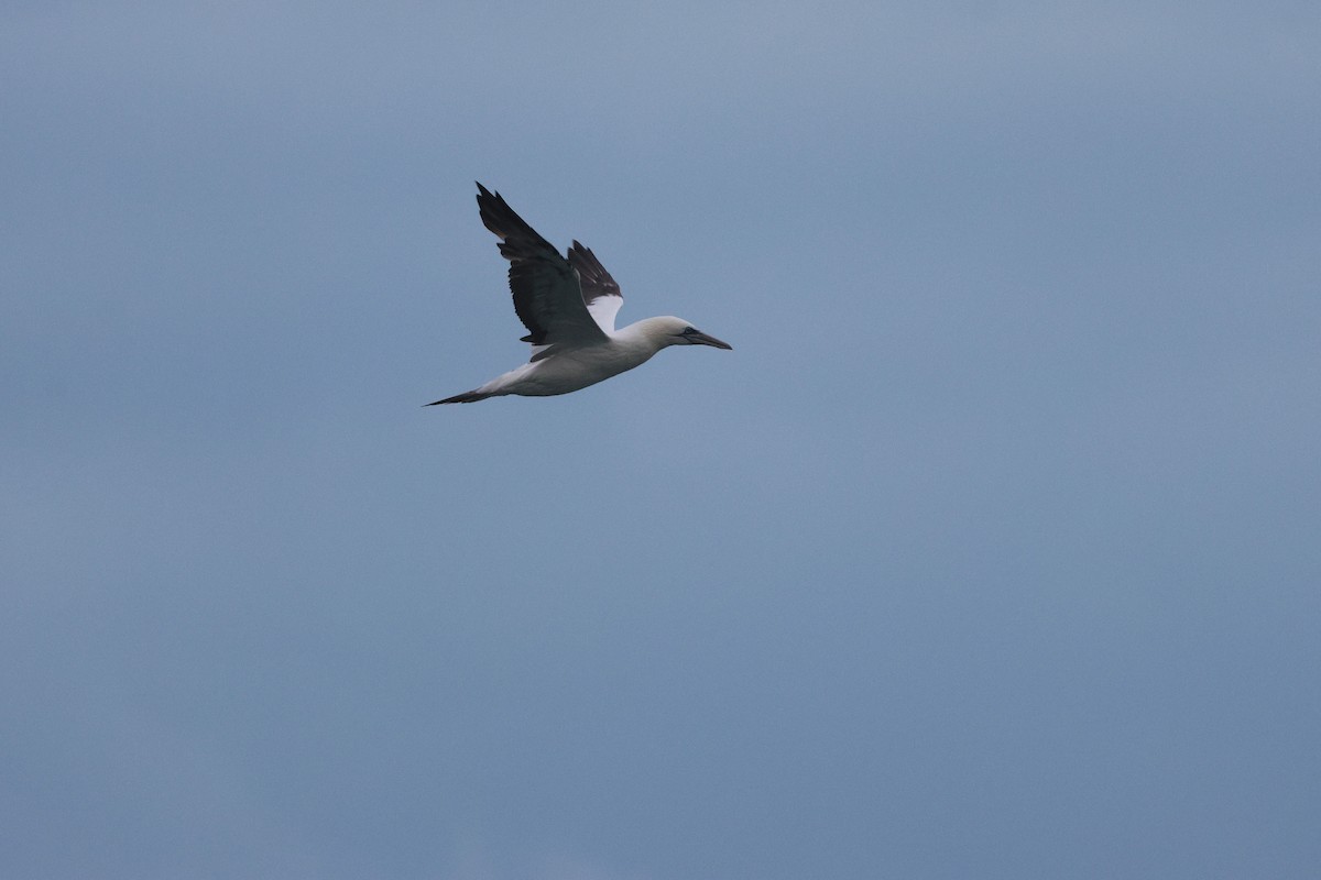 Northern Gannet - ML644901619