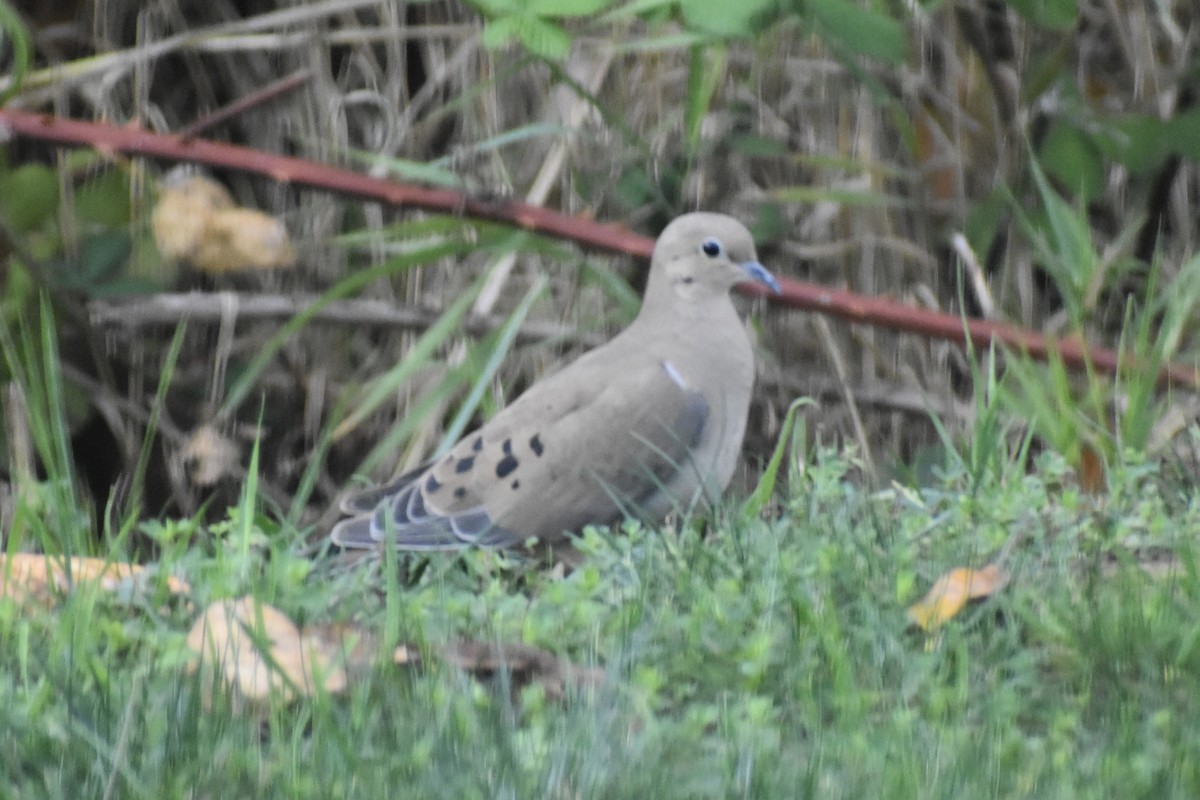 hrdlička karolínská - ML644901620