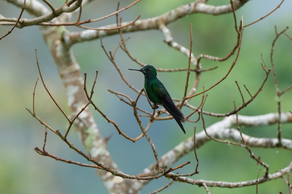 Green-crowned Brilliant - ML644901630