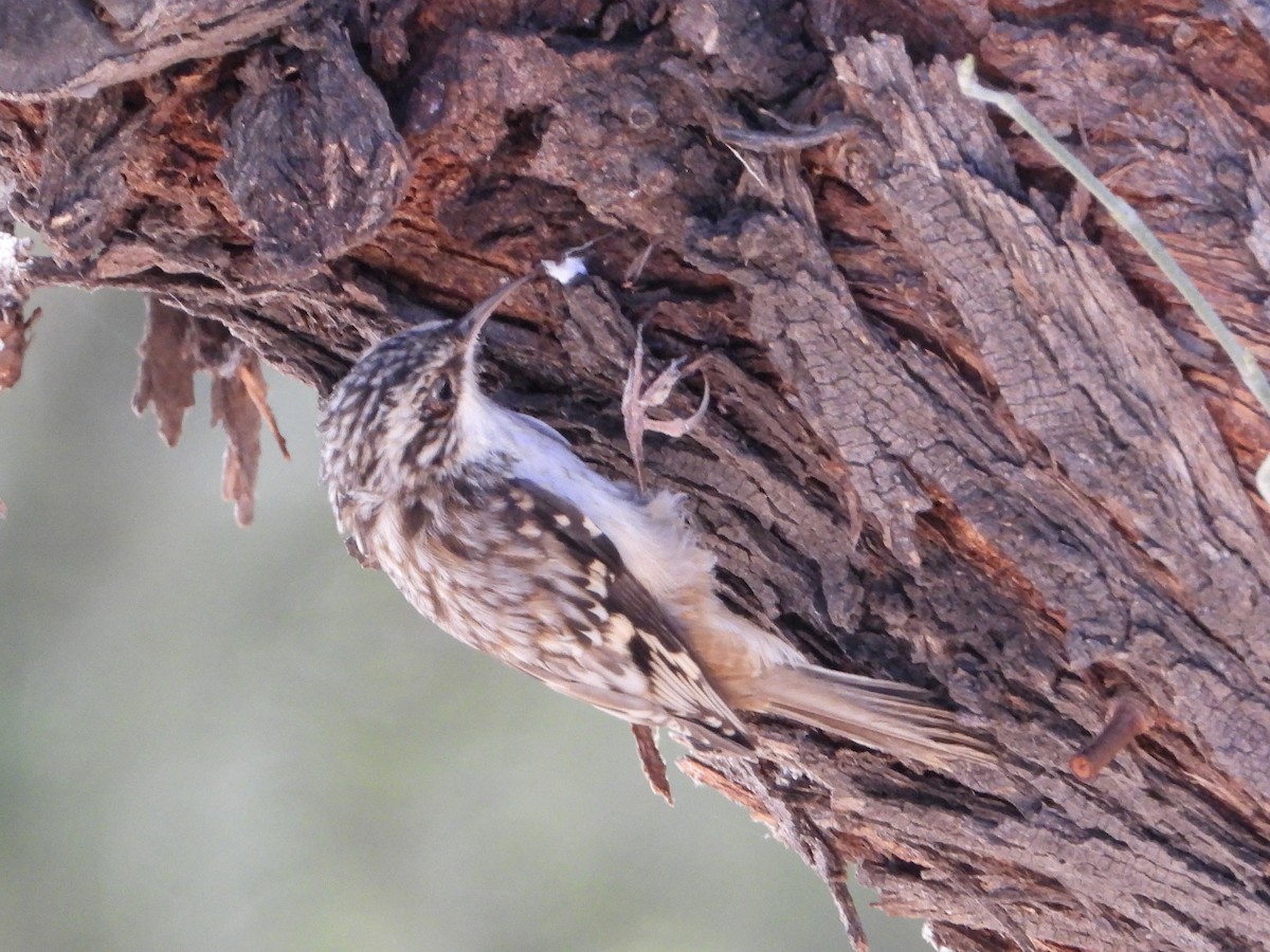 amerikatrekryper - ML644901664