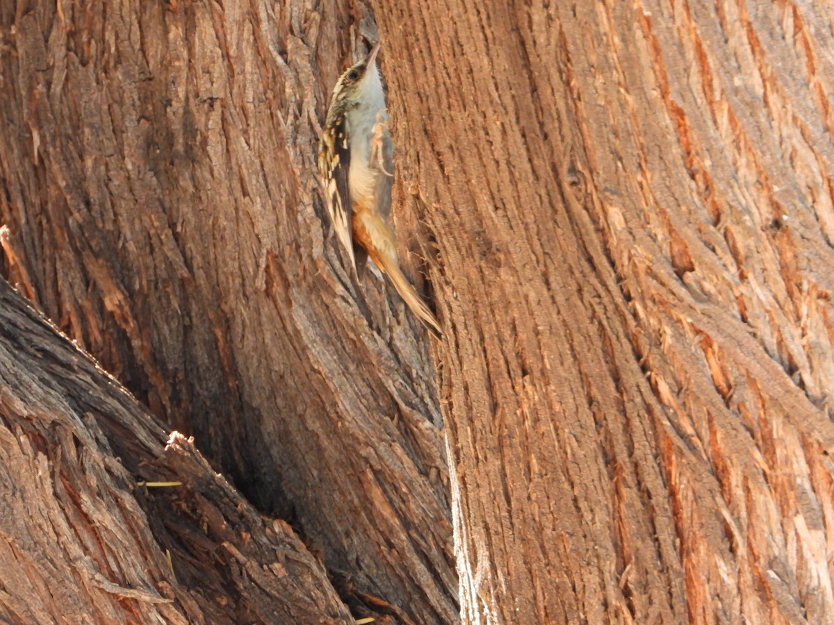 amerikatrekryper - ML644901665