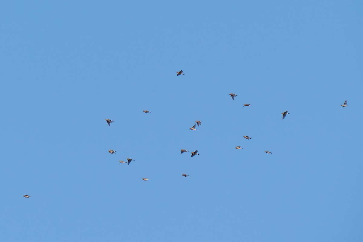 Buztanori amerikarra - ML644901670