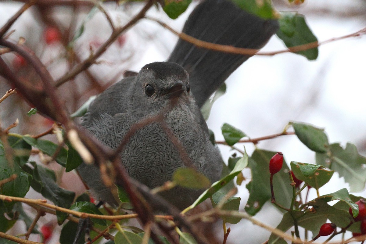 Пересмішник сірий - ML644901682