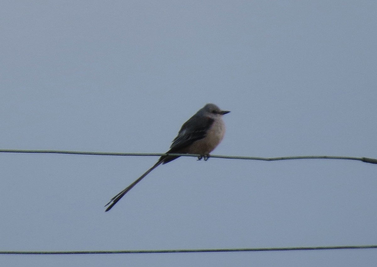 Scissor-tailed Flycatcher - ML644901692