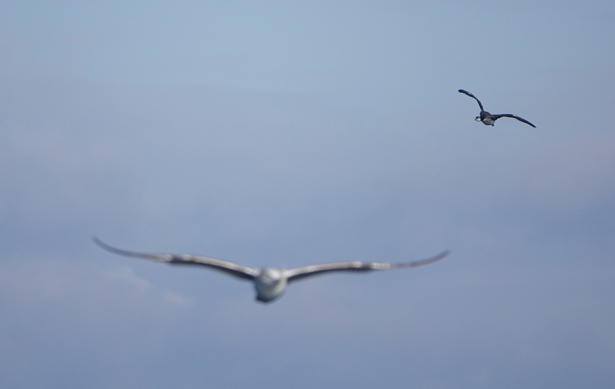 Common Loon - ML644901693