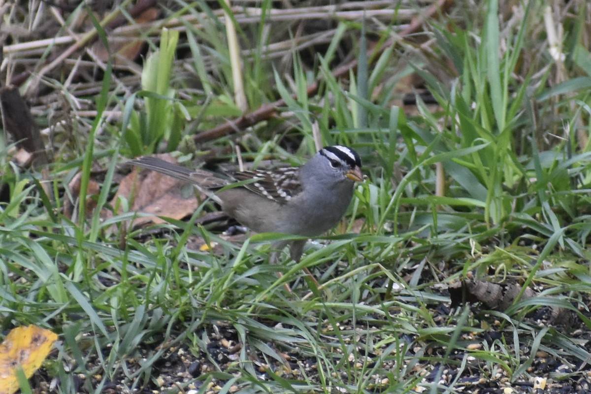 White-crowned Sparrow - ML644901703