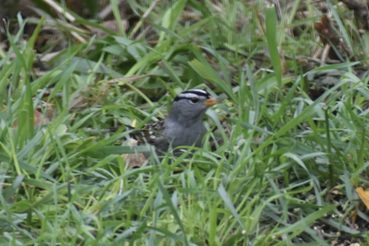 White-crowned Sparrow - ML644901704