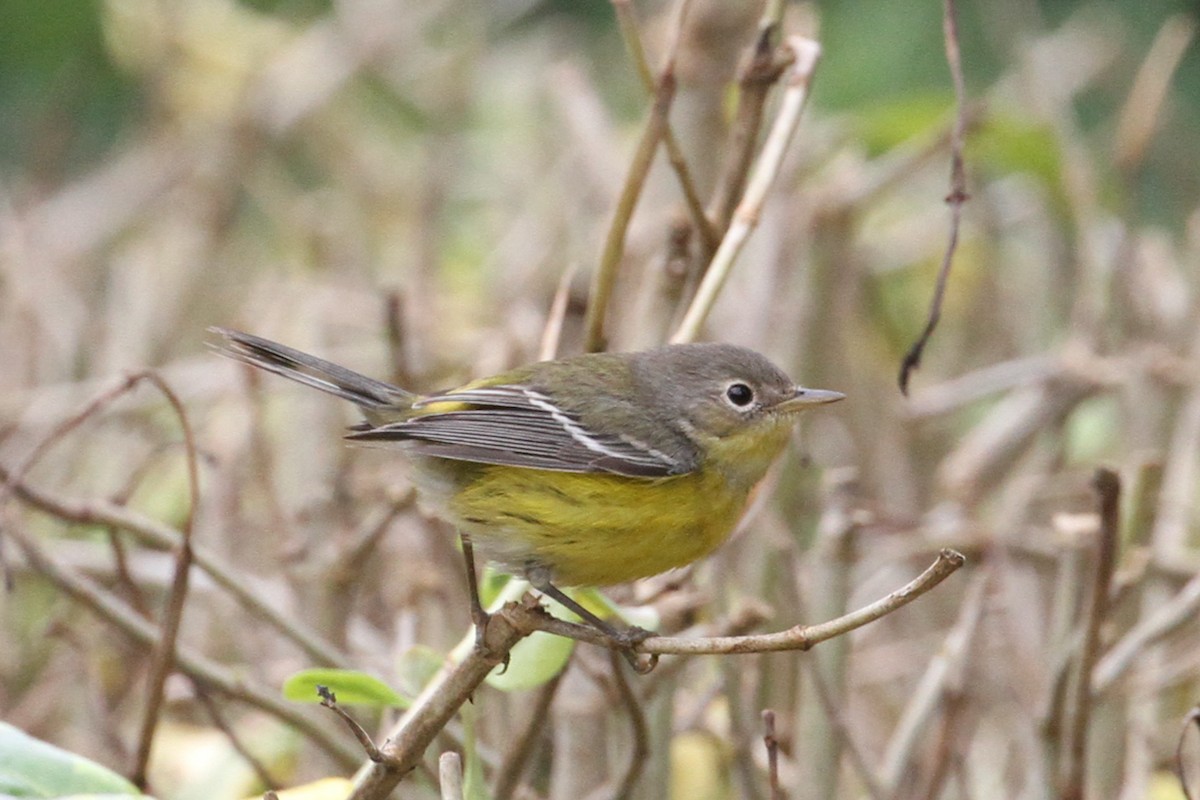 Magnolia Warbler - ML644901709