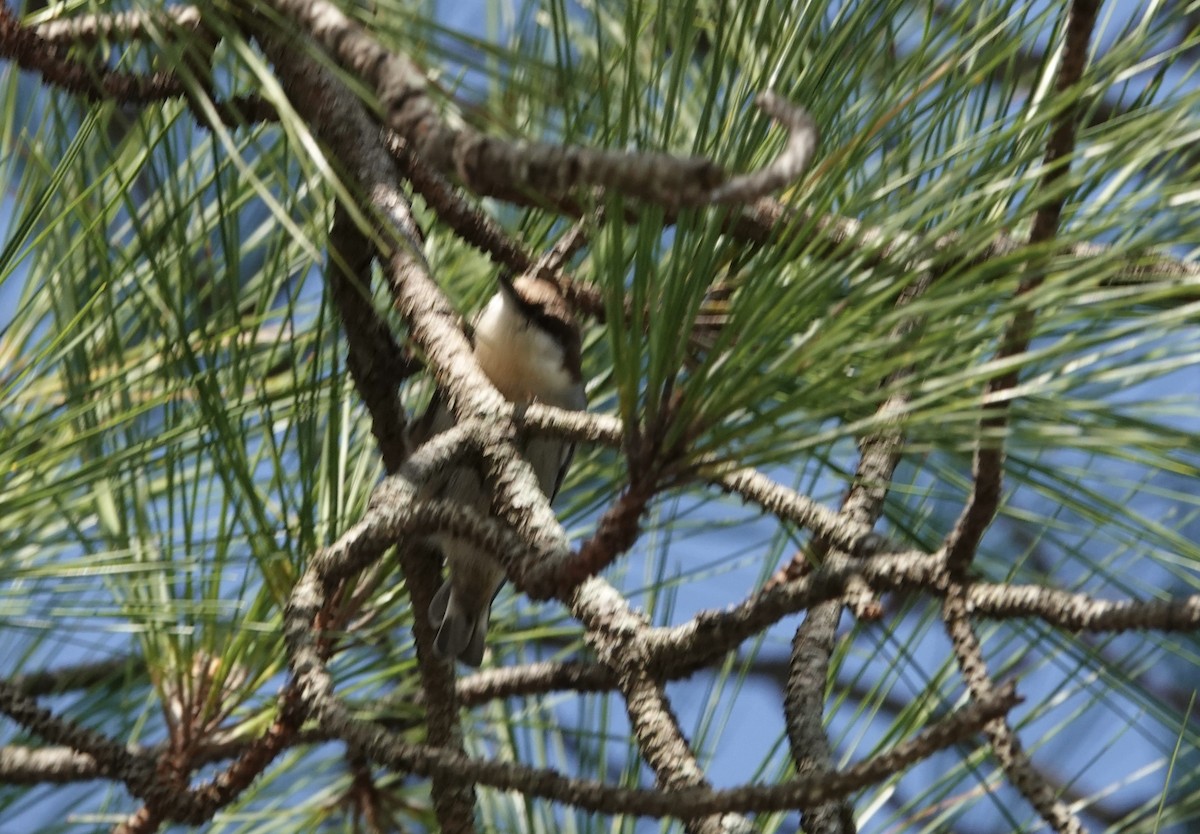 Sittelle à tête brune - ML644901711