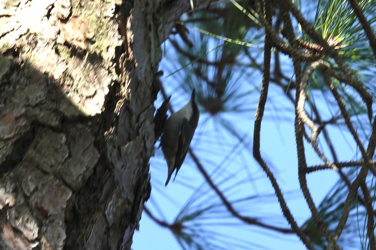 Sittelle à tête brune - ML644901712