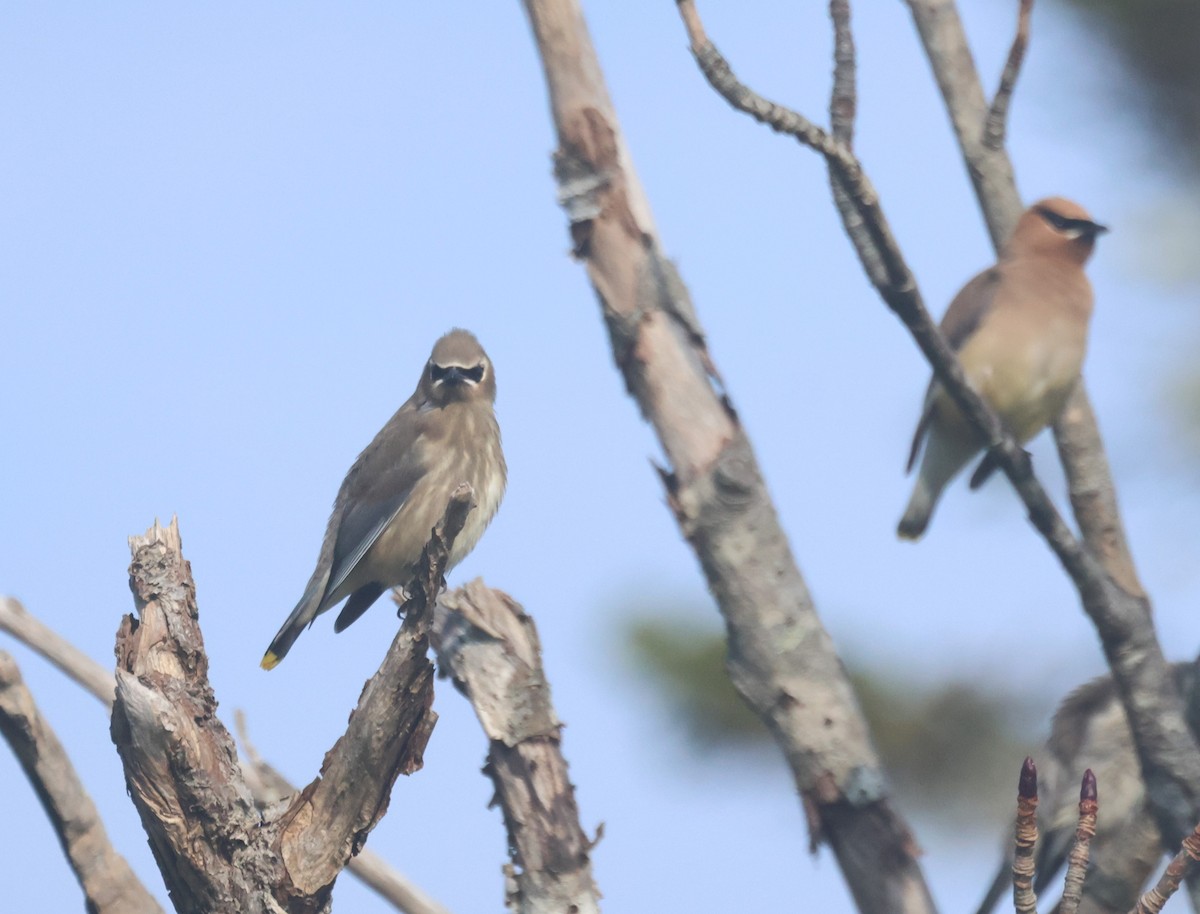 Buztanori amerikarra - ML644901715