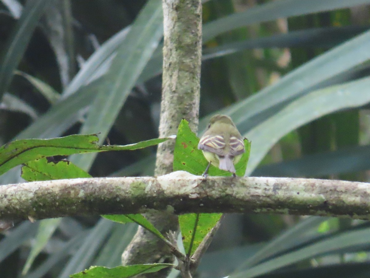 Acadian Flycatcher - ML644901721