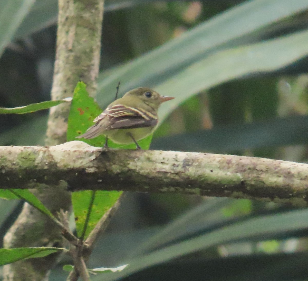 Acadian Flycatcher - ML644901723