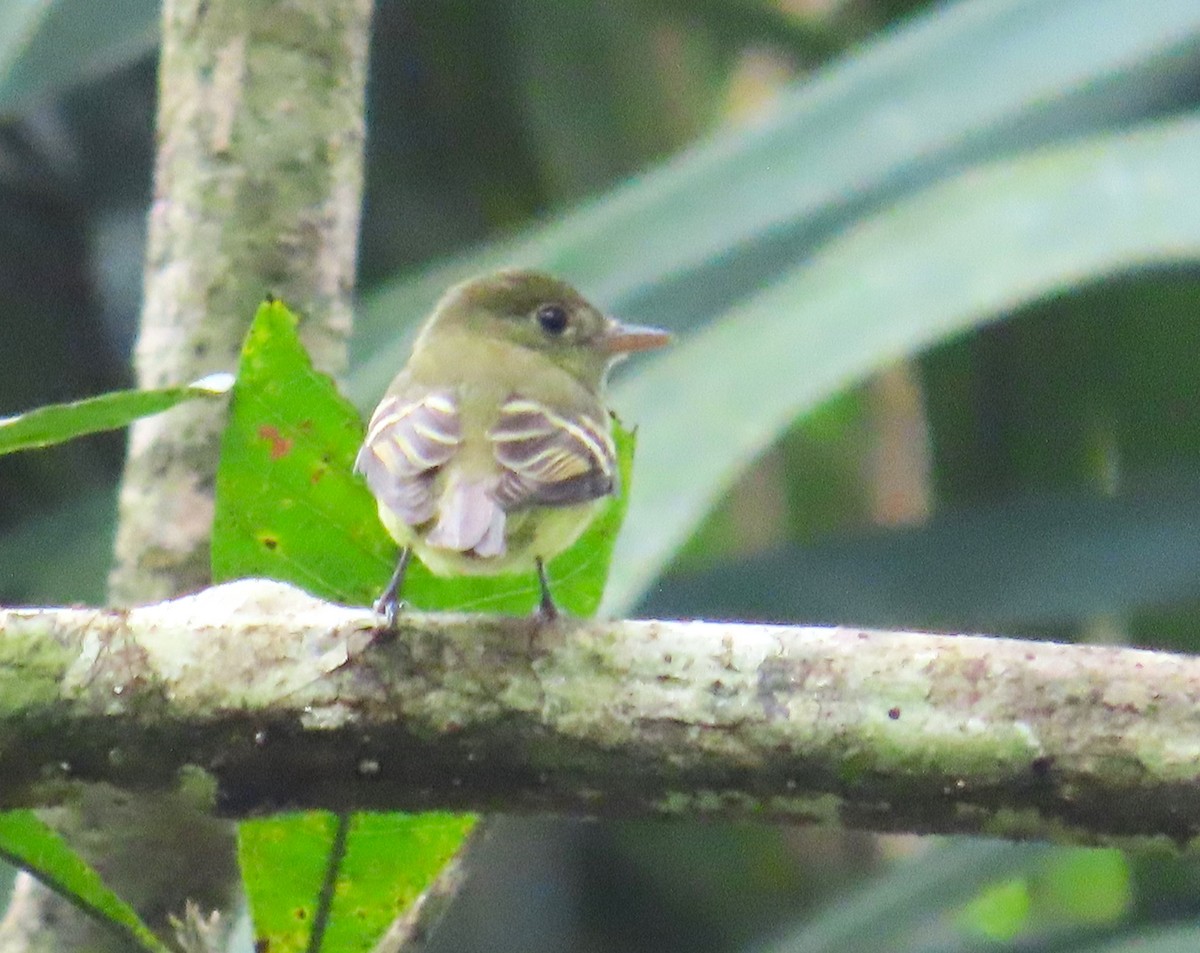 Acadian Flycatcher - ML644901724