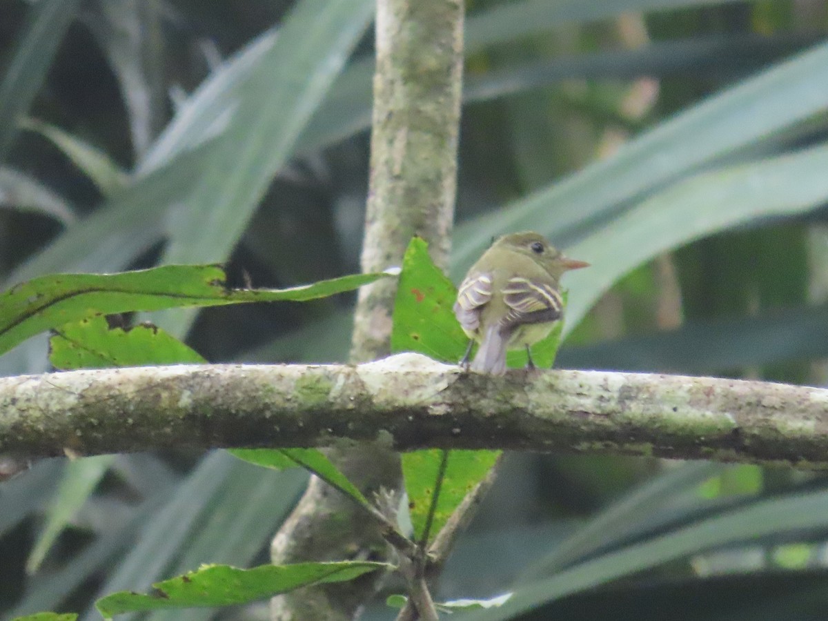Acadian Flycatcher - ML644901725