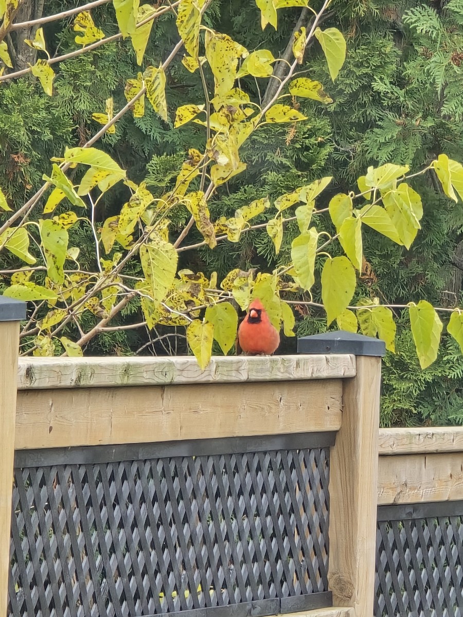 Northern Cardinal - ML644901730