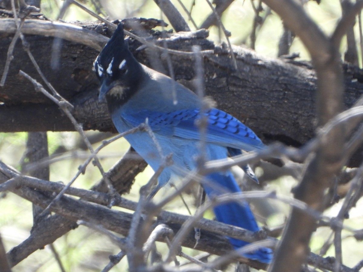 Steller's Jay - ML644901735