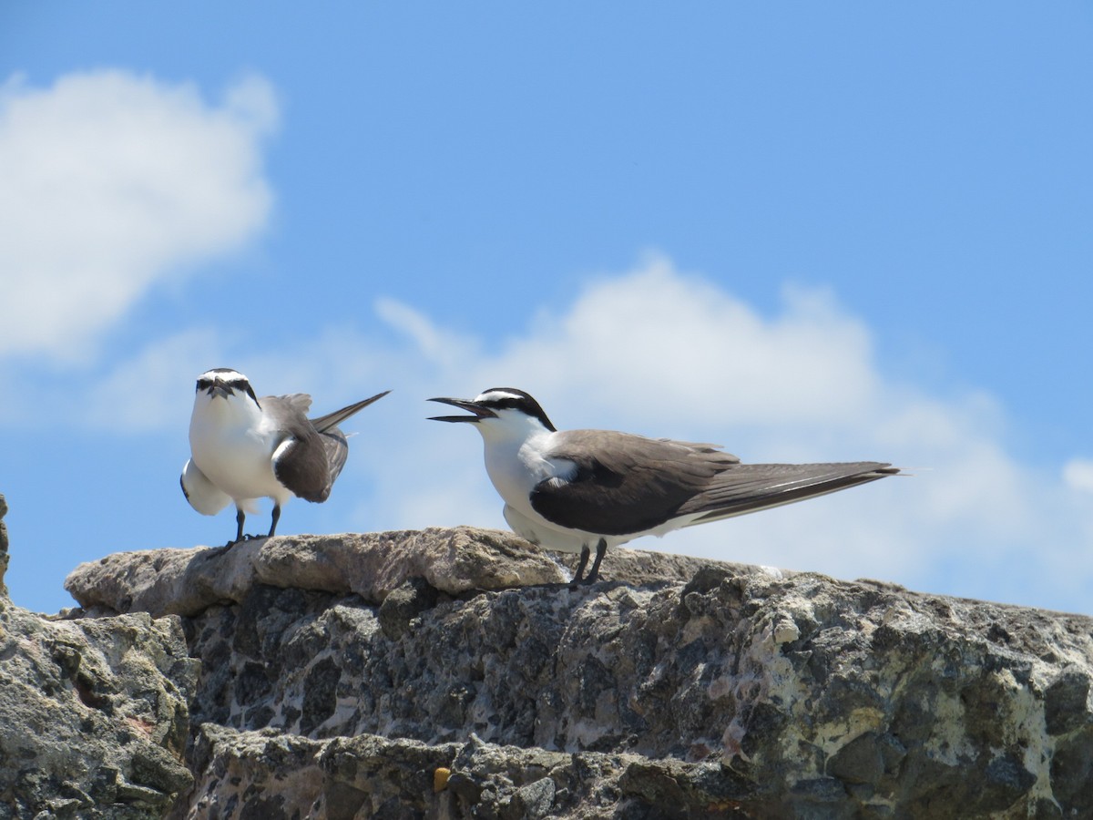 שחפית רסן - ML644901736