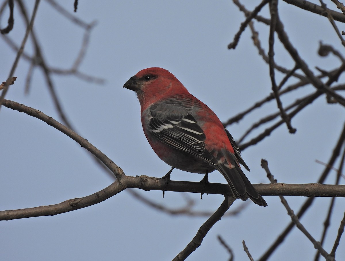 Pine Grosbeak - ML644901739