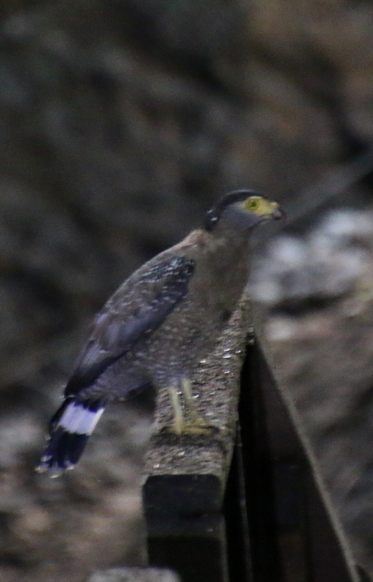 Haubenschlangenadler - ML644901743