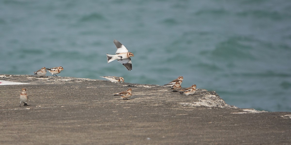 Snow Bunting - ML644901751