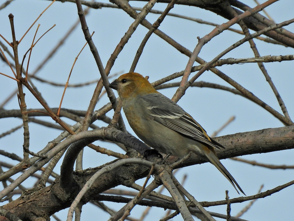 Pine Grosbeak - ML644901756
