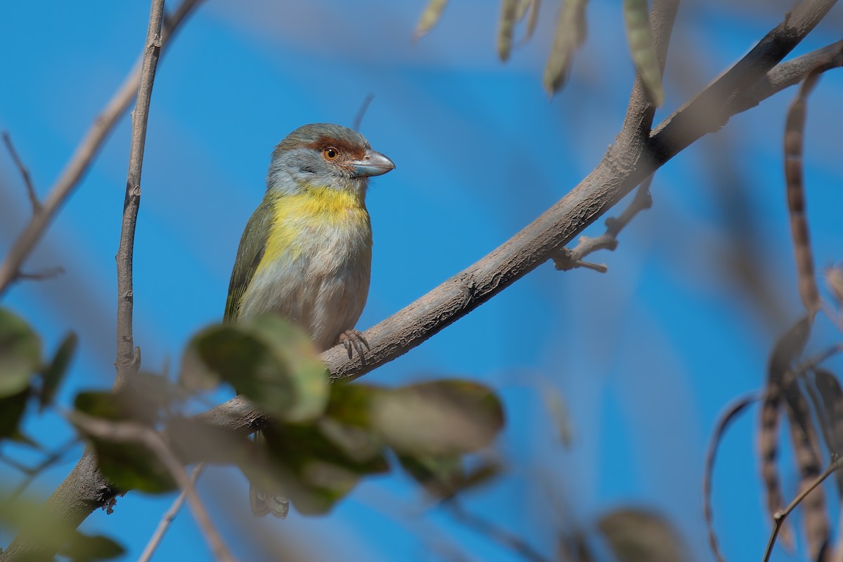 Віреон рудобровий - ML644901757