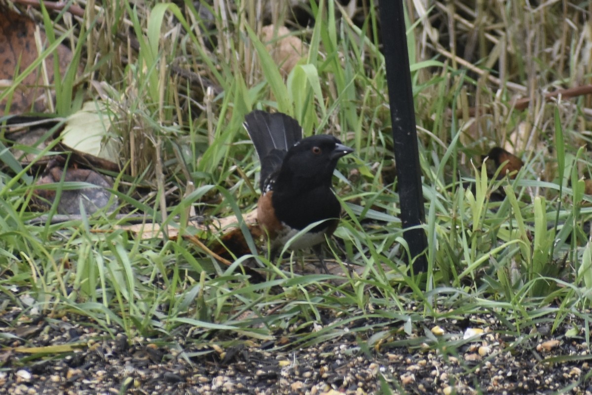 Spotted Towhee - ML644901759