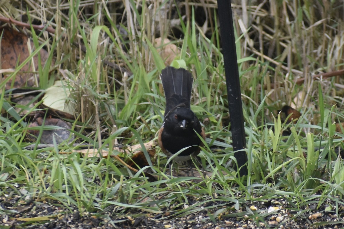 Spotted Towhee - ML644901760