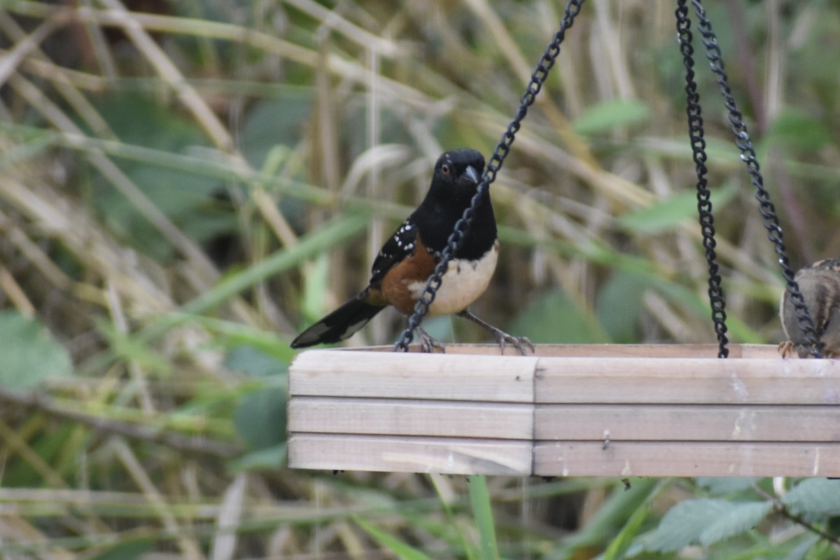 Spotted Towhee - ML644901761