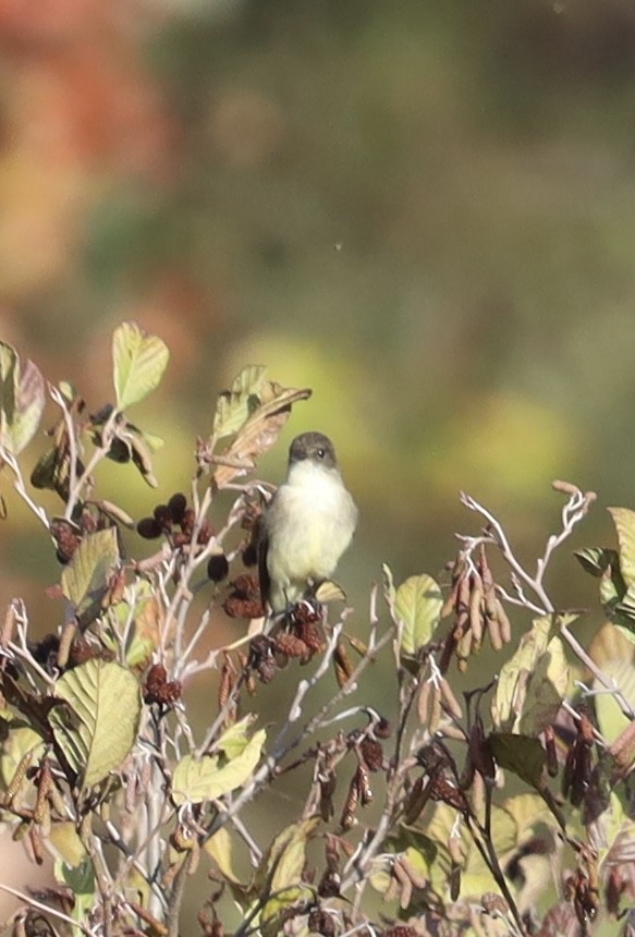 Eastern Phoebe - ML644901763