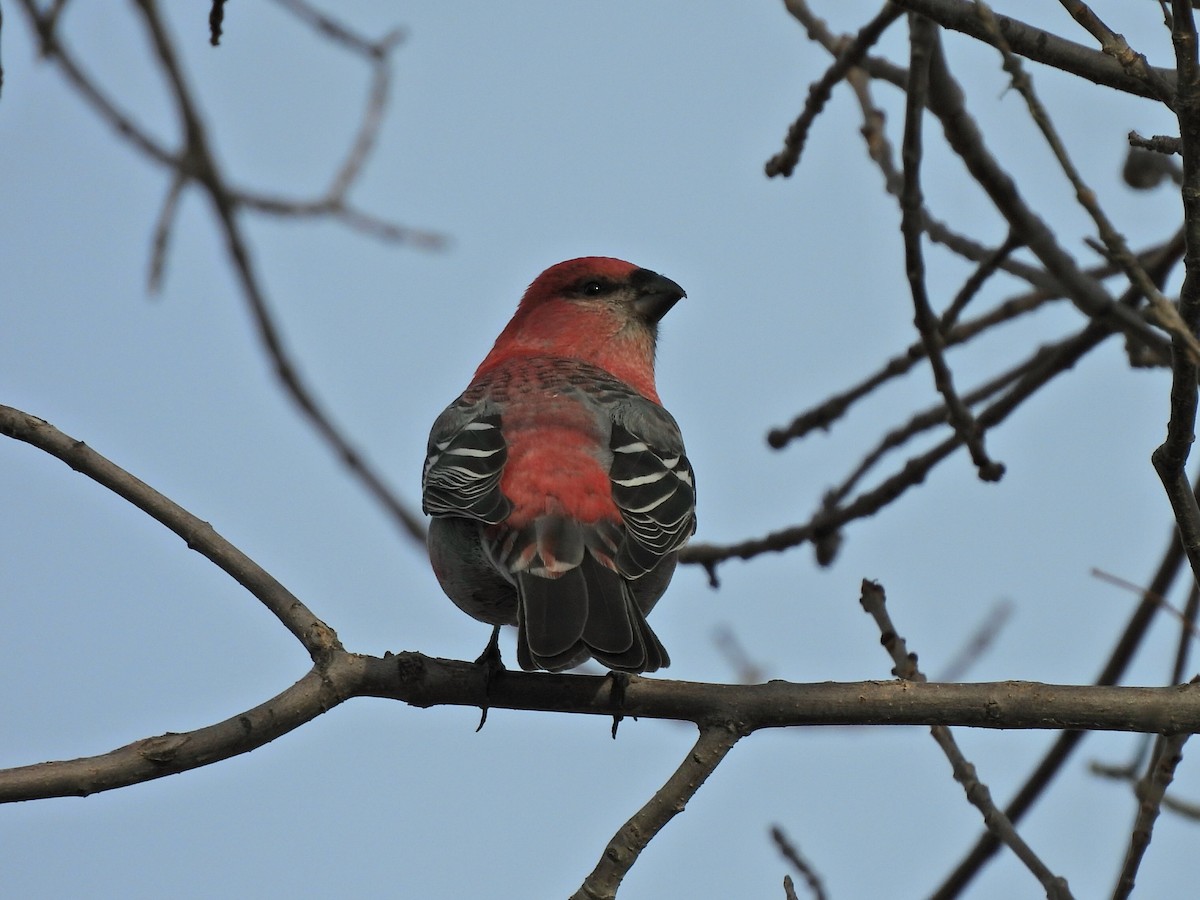 Pine Grosbeak - ML644901764