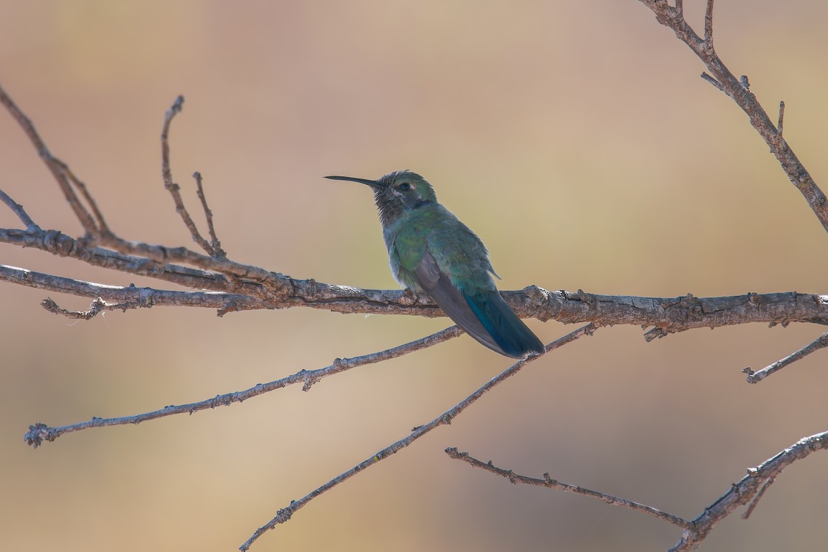 White-vented Violetear - ML644901765