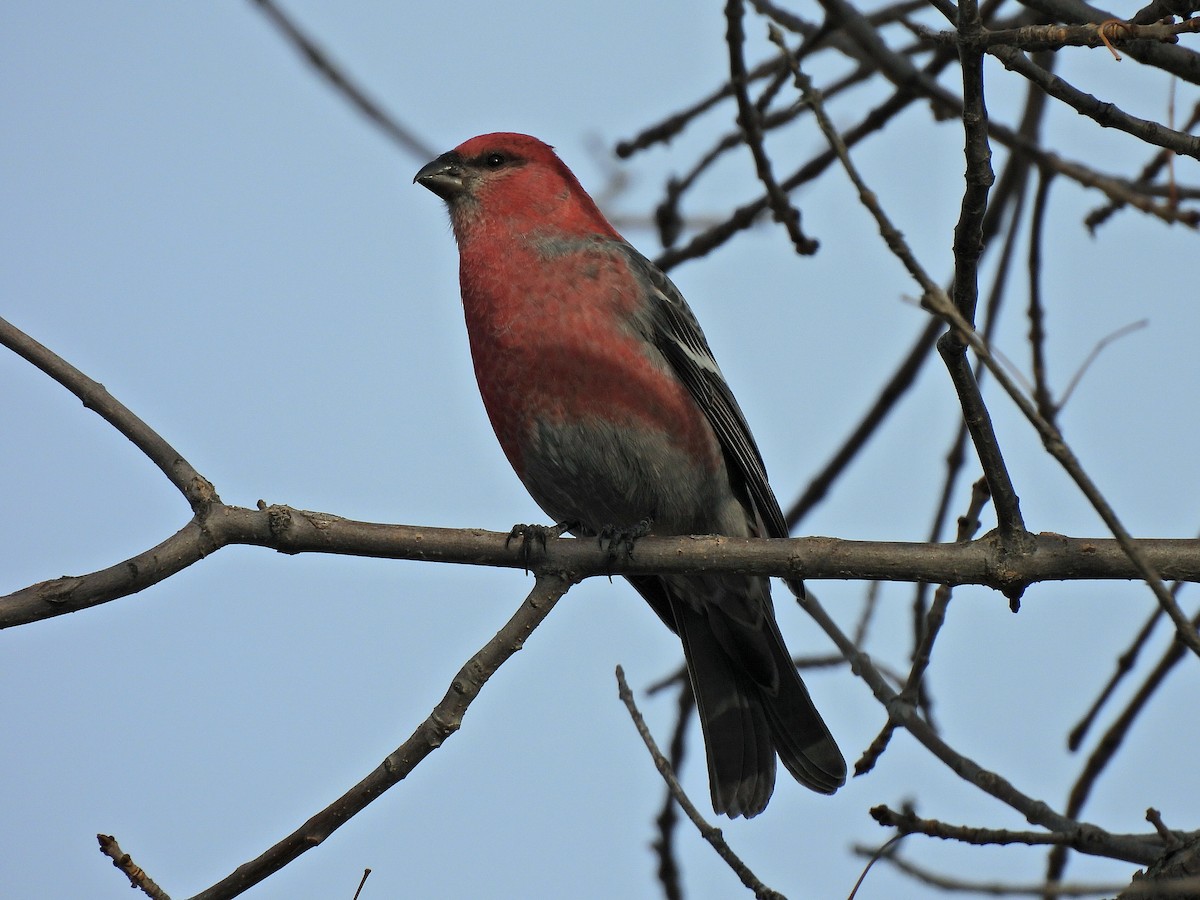 Pine Grosbeak - ML644901769
