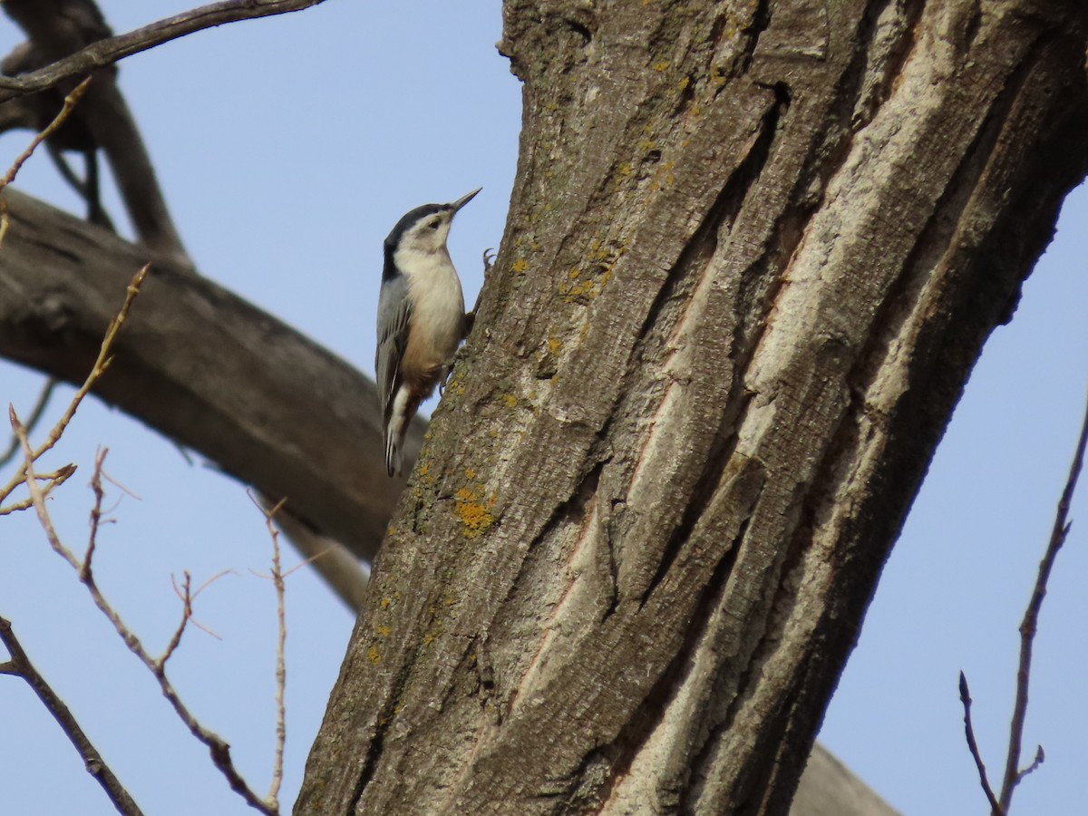 Weißbrustkleiber - ML644901777