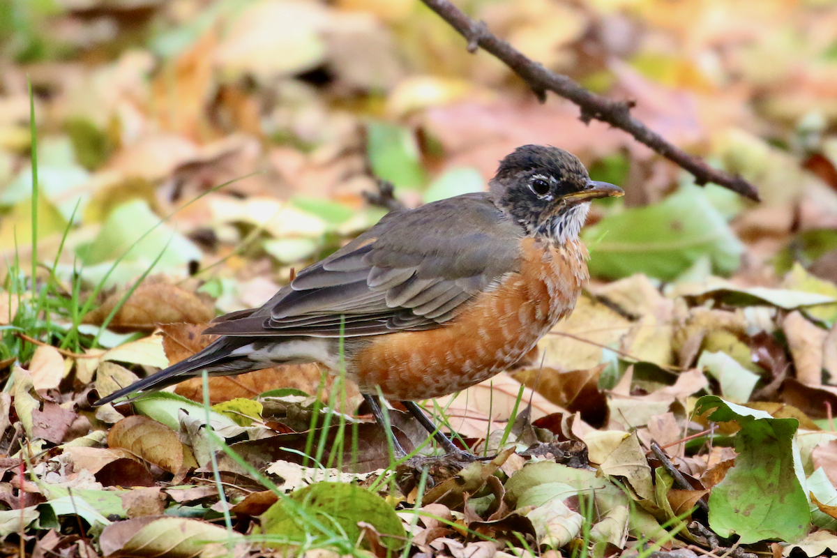 コマツグミ - ML644901780