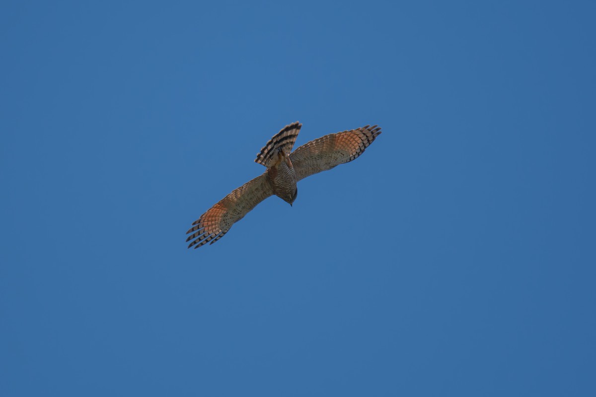 Yol Şahini - ML644901781