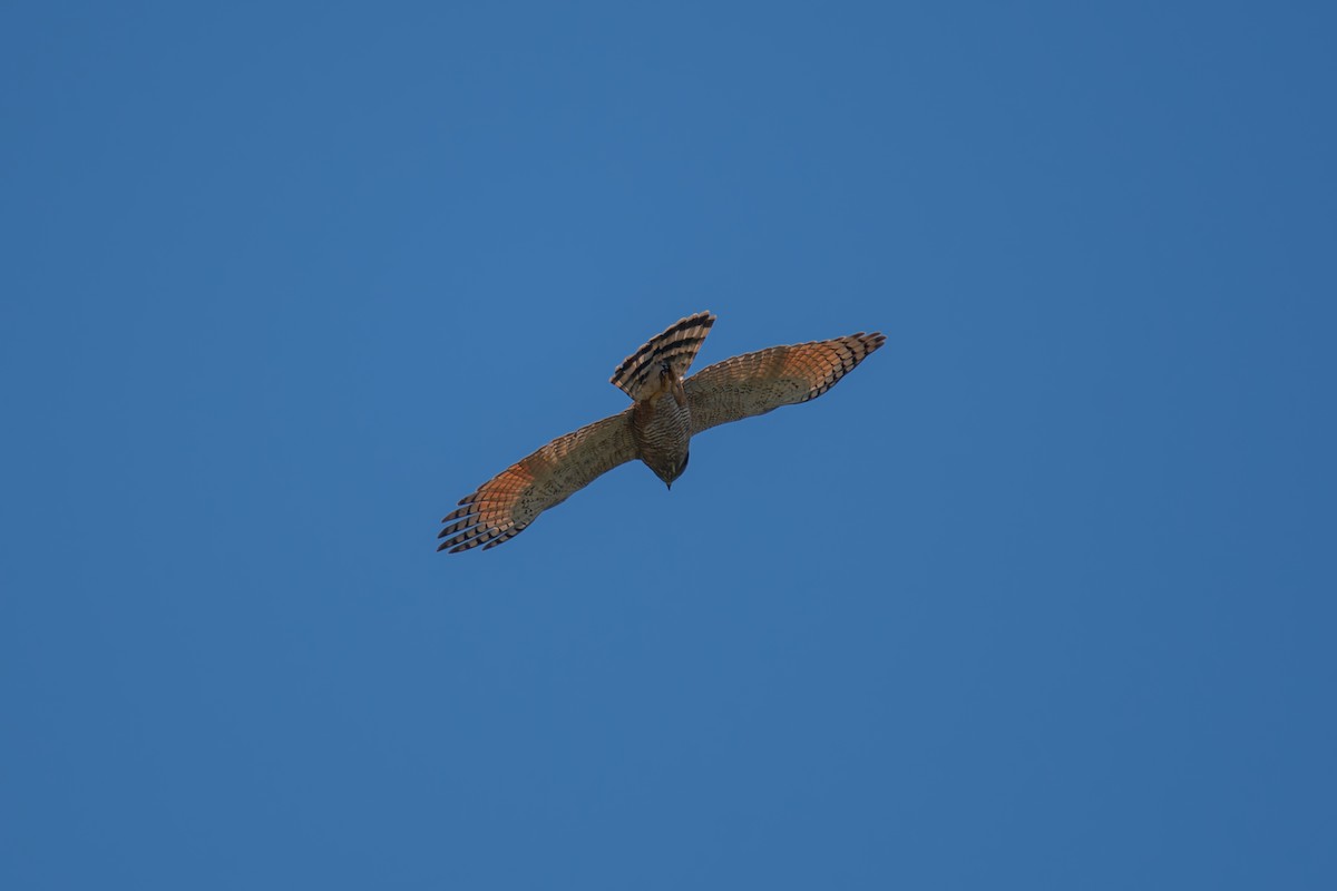 Yol Şahini - ML644901782