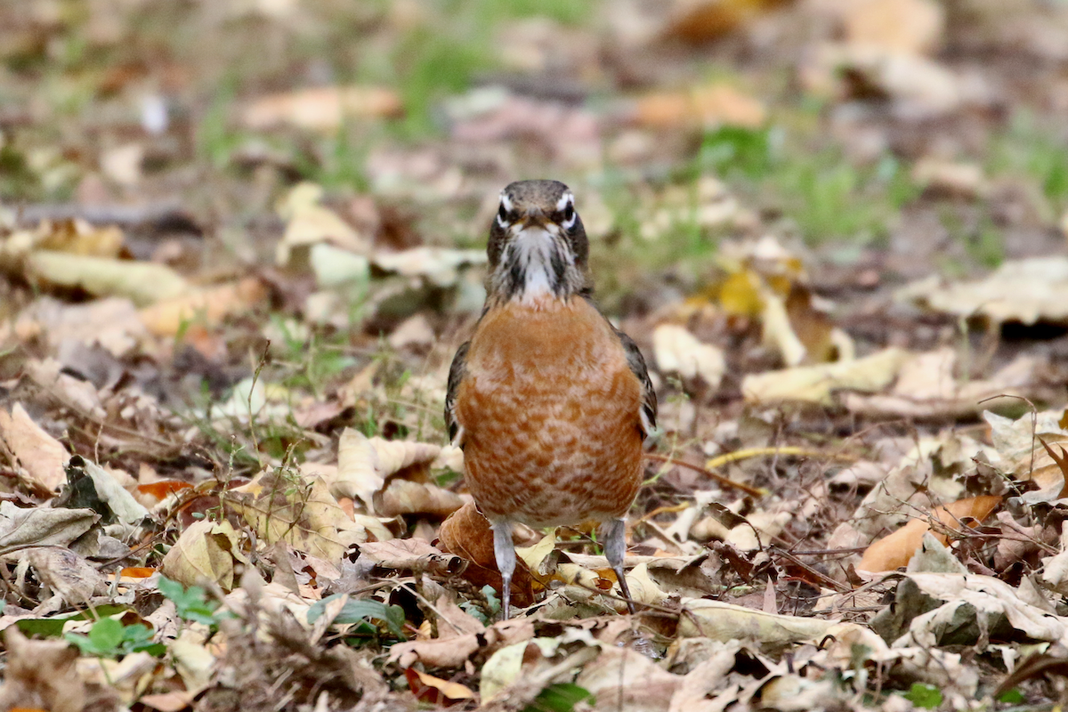 コマツグミ - ML644901784