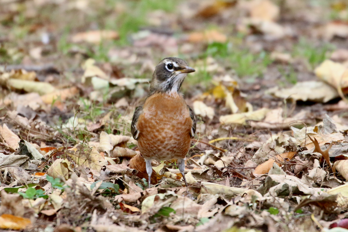 コマツグミ - ML644901785