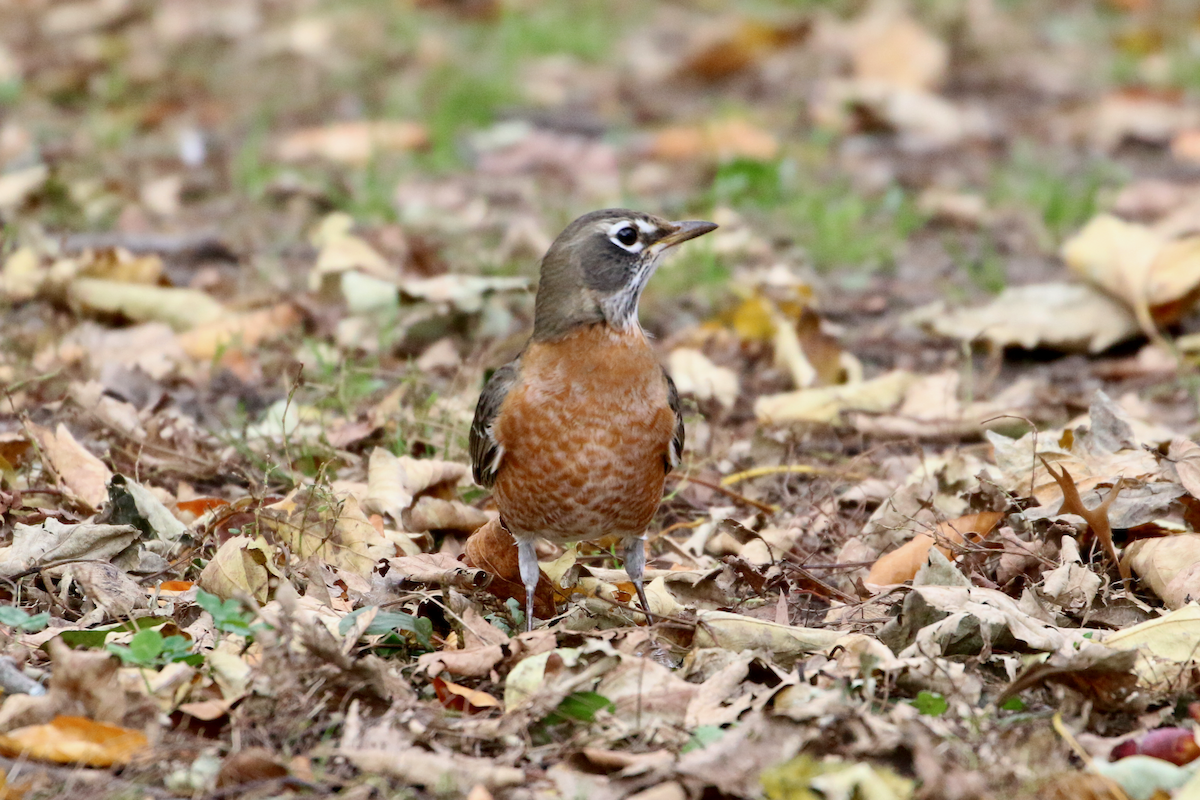 コマツグミ - ML644901786