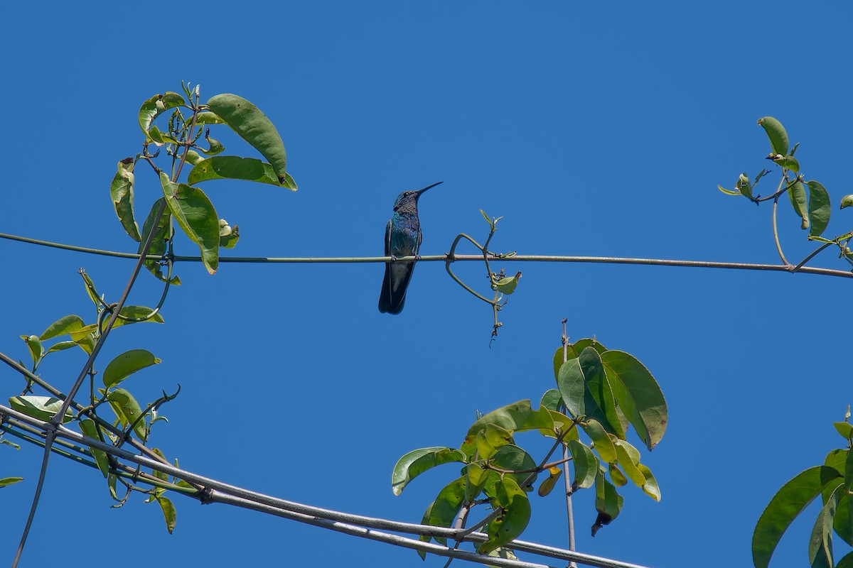 White-vented Violetear - ML644901793